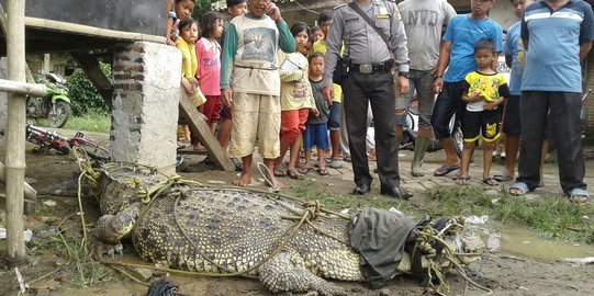 Buaya raksasa masuk perkampungan bikin heboh warga Tangerang