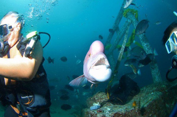 persahabatan hiroyuki arakawa dan ikan asian sheepshead wrasse bernama yoriko