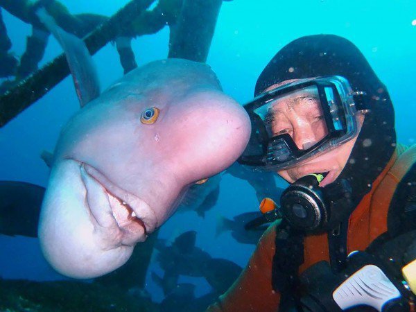 persahabatan hiroyuki arakawa dan ikan asian sheepshead wrasse bernama yoriko