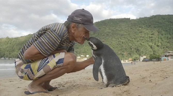 joao pereira de souza dan dindim si pinguin