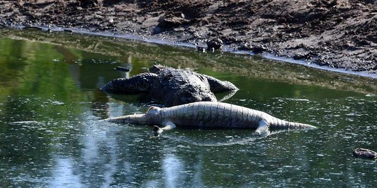Buaya muara sering muncul di Pantai Jatimalang Purwodadi
