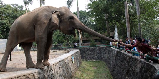 Liburan Natal, Taman Margasatwa Ragunan dikunjungi 134.000 orang