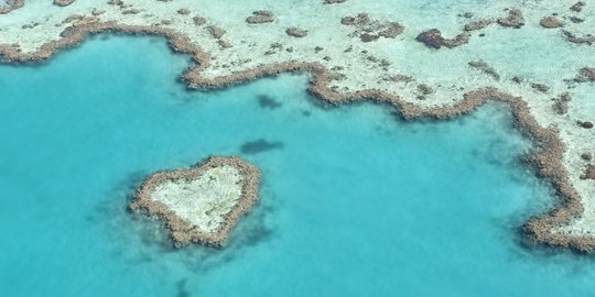 Menyelam dan nikmati keindahan biota laut di Great Barrier Reef