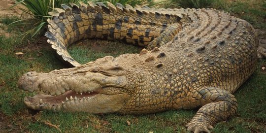 Nyaris renggut nyawa, buaya 100 kg ditangkap usai dipancing ayam