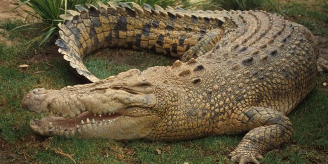 AGEN POKER DOMINO CEME DAN CAPSA TERBAIK DI INDONESIA AGENPOKER.BIZ