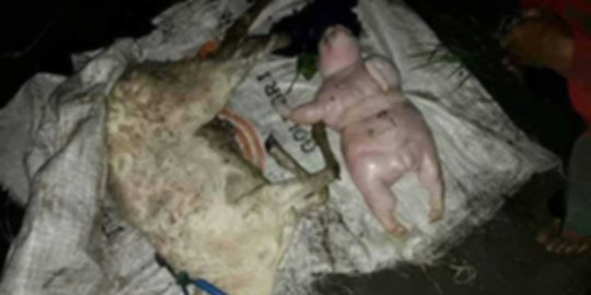 Warga Ogan Ilir gempar ada bayi kambing mirip manusia 