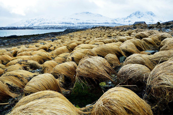 pantai di tromso norwegia