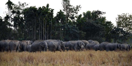 Lapar, ratusan gajah di India serbu perkebunan warga
