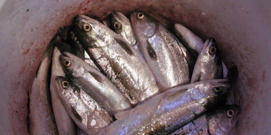 Akhir tahun 2016, ekspor ikan naik 4,96 persen