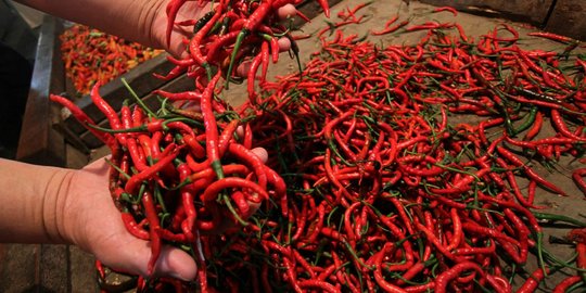 Harga cabai makin pedas tembus Rp 200.000 per Kg