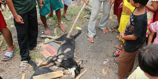 Serang dan tewaskan bocah, anjing liar di Palembang ditembak mati