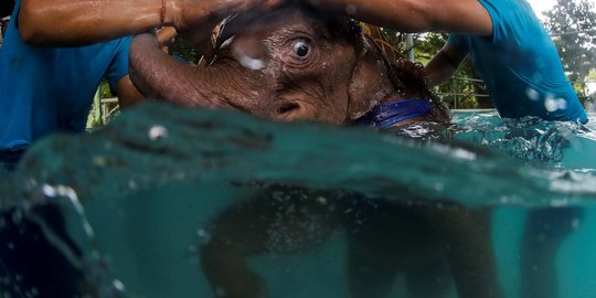 Kasihan, bayi gajah ini alami luka parah karena jebakan manusia