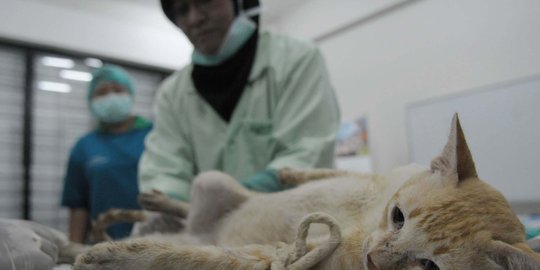 Cegah penularan zoonis, Kementan latih 960 dokter hewan cilik