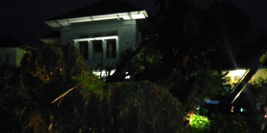 Pohon besar dekat rumah pemenangan Ahok-Djarot tumbang
