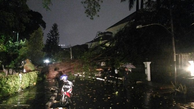 Image result for pohon tumbang di jalan lembang