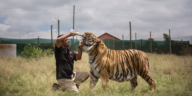 video harimau makan manusia di jambi Keluarga Afsel jual rumah mewah buat beli makan 6 singa 