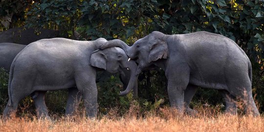 Kawanan gajah liar ganggu permukiman warga di Pidie