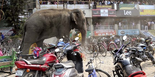 Pemda kewalahan usir gajah liar pengganggu pemukiman warga di Pidie