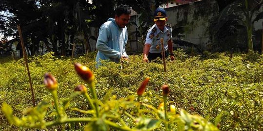 Faktor cuaca, ribuan tanaman cabai Lapas Makassar gagal panen