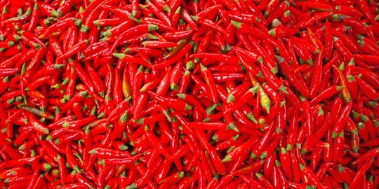 tanam cabai di tangerang