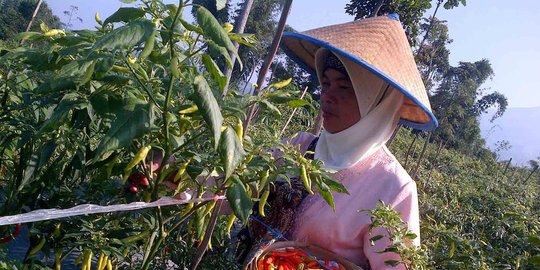 cabai untuk petani gagal panen