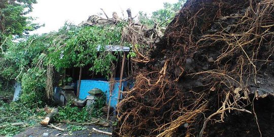 Hujan dan angin kencang landa Sleman, tiga warga tertimpa pohon