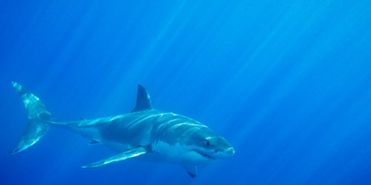 Berselancar di Pantai Balian, warga Australia diduga digigit hiu