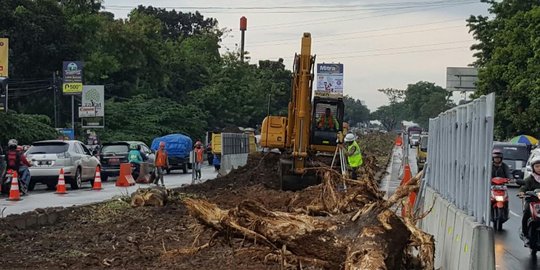 Ratusan pohon ditebang selama pembangunan jalan tol Lingkar Bogor