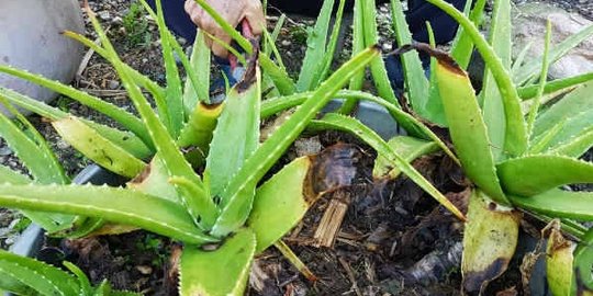 tak hanya untuk kecantikan, ini 8 efek mengejutkan dari lidah buaya!