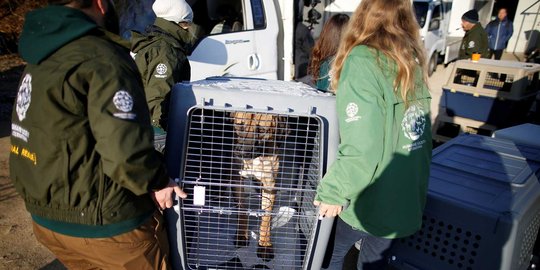 Jutaan ekor anjing diselamatkan dari santapan manusia di Korsel