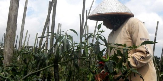 Untung banyak, petani Purwakarta berharap harga cabai tetap tinggi