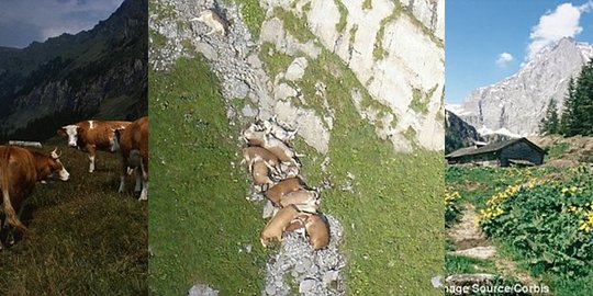 dan banteng yang terjun bebas dari tebing rev1
