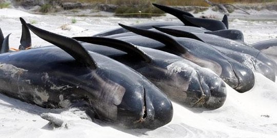 paus yang menepi ke pantai dan tidak mau kembali ke laut rev1
