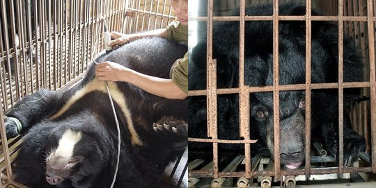 tidak mau makan hingga meninggal rev1