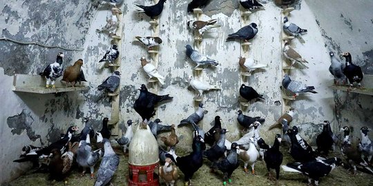 Menengok pusat pelelangan burung merpati hias di Turki