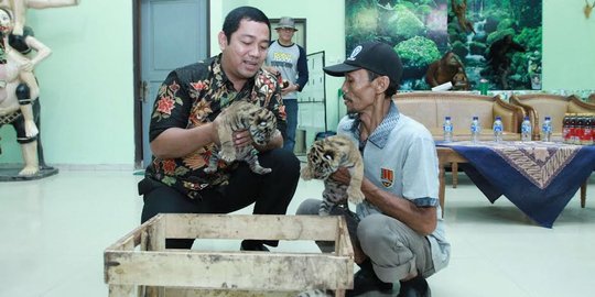 3 Bayi harimau Benggala tambah koleksi bonbin Mangkang, Semarang