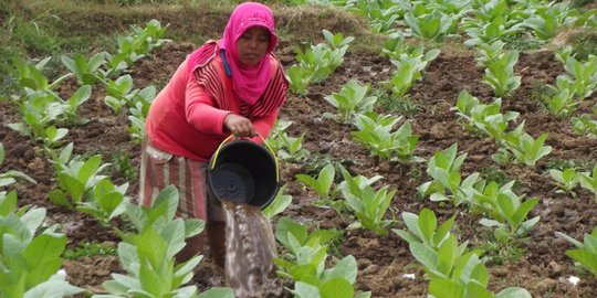 Akomodir keberatan Kemenkes, Pemerintah harus bahas RUU Tembakau