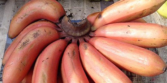 Pisang merah, buah unik penguat sistem kekebalan tubuh