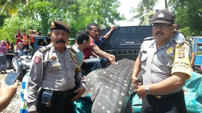 hiu tutul terdampar di pantai buleleng