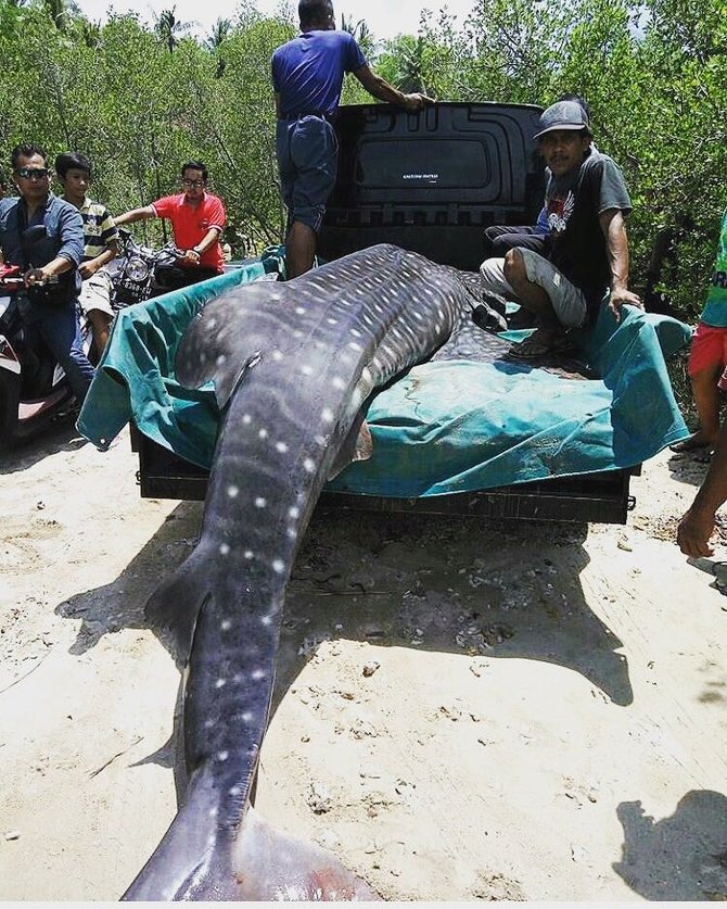 hiu tutul terdampar di pantai buleleng