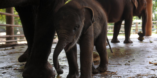 Alami gizi buruk, anak Gajah di Aceh badannya kurus & memprihatinkan