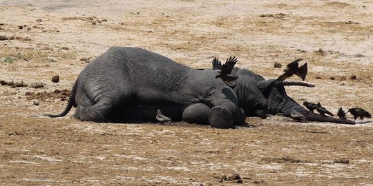 Gajah ditemukan tewas ditembak 5 peluru, gadingnya hilang
