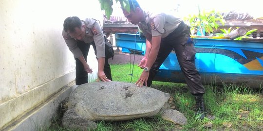 Penyelundupan 2 penyu langka berumur 20 tahun digagalkan