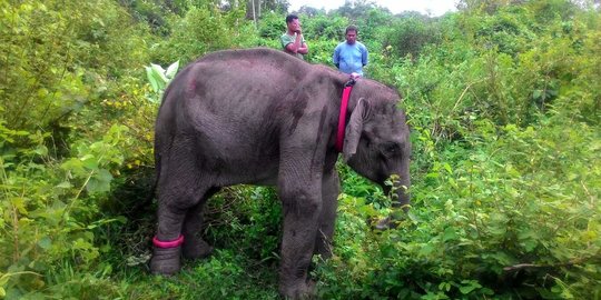 Kondisi anak gajah menderita gizi buruk di Aceh Timur sudah membaik