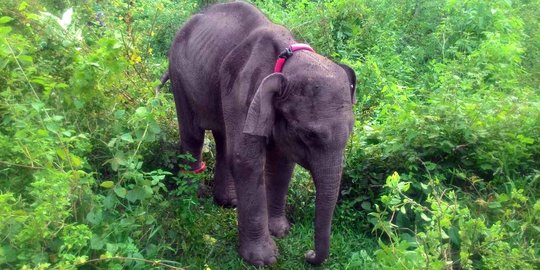 Meratapi kondisi anak gajah di Aceh alami gizi buruk