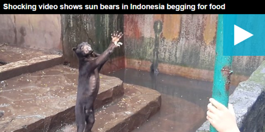 Beruang madu kelaparan di Kebun Binatang Bandung disorot media asing