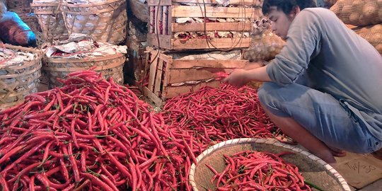 Harga cabai mahal, warga Solo diimbau tanam sendiri di rumah