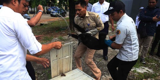 BKSDA selamatkan siamang langka yang dipelihara warga Kelapa Gading