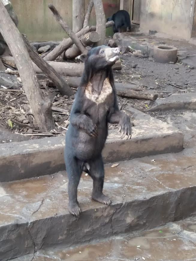 beruang madu di kebun binatang bandung