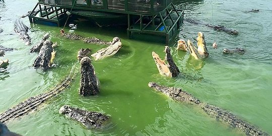 Masyarakat Jatim mulai sadar, ratusan satwa diserahkan ke BKSDA